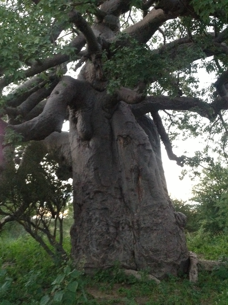 Baobab tree at bush camp in Botswana